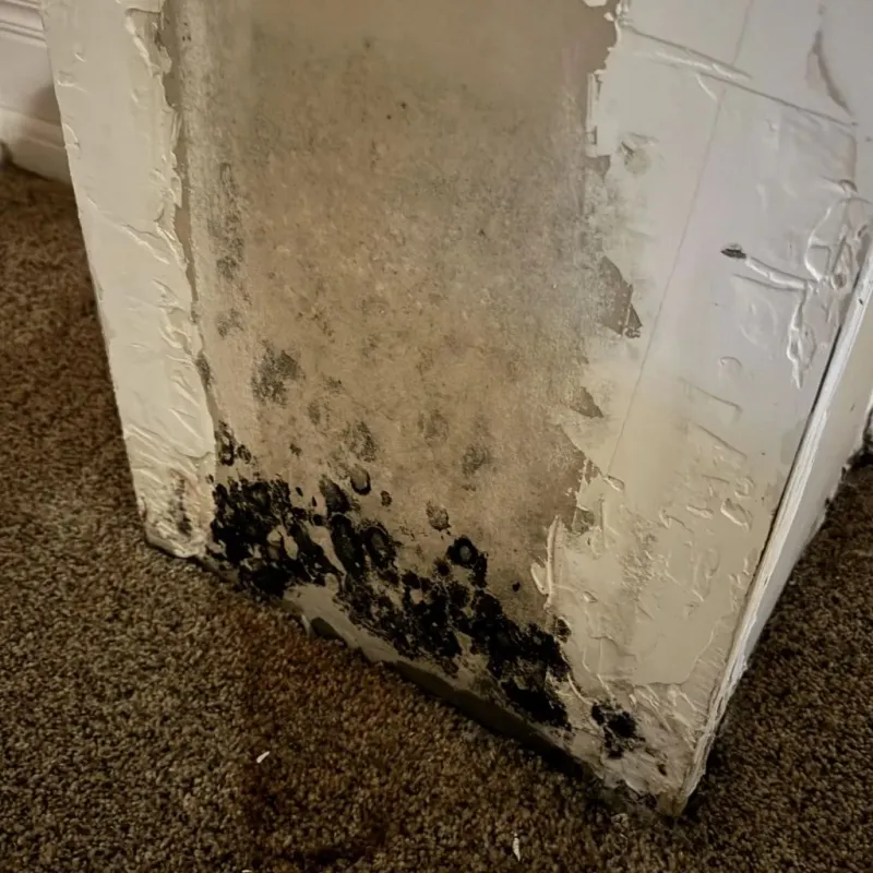 Professional Mold Removal in Menominee County, WI